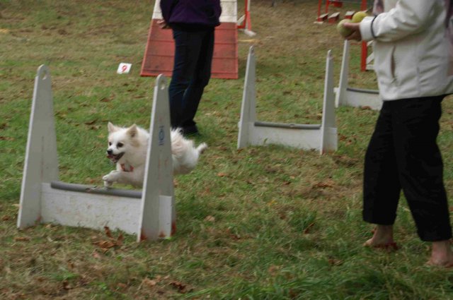 foire-haricots 2011-09-17et18